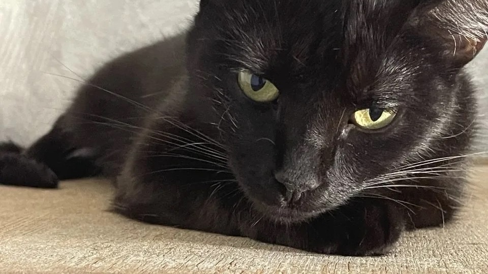 Кошка, которую надо выбирать по фото. Потому что на смотринах вы её можете даже не увидеть