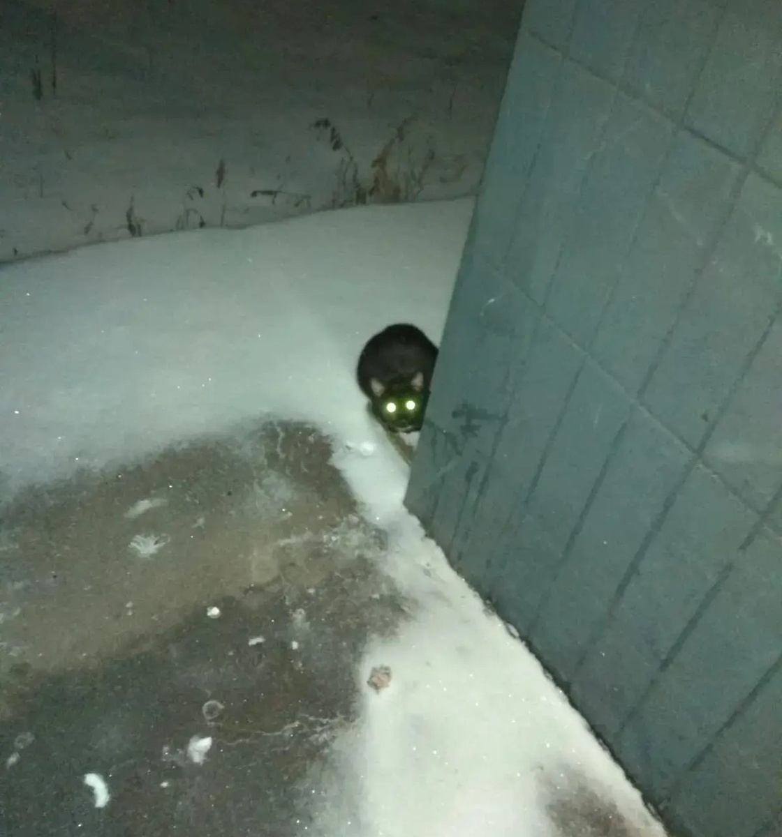 Вот такая Малышка приходила за едой, испуганная, замерзшая, маленькая