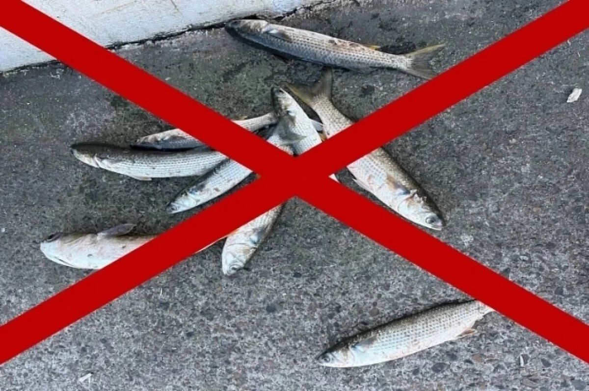    В Новороссийске запретили вылавливать кефаль в портах