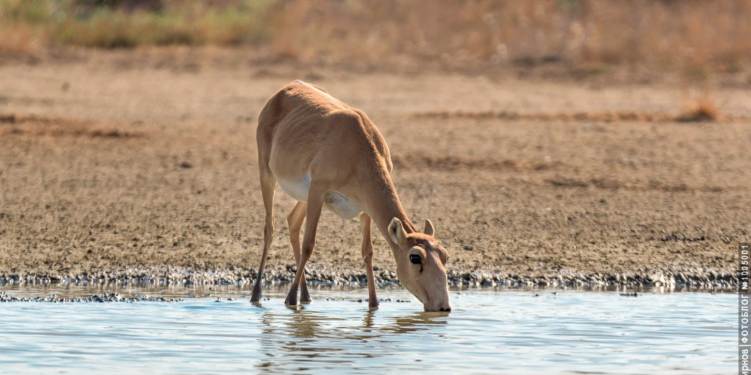 Имидж ничто — жажда всё или сайгак — дело тонкое