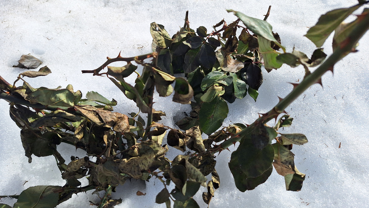 Фото автора. Необработанный осенью куст розы 