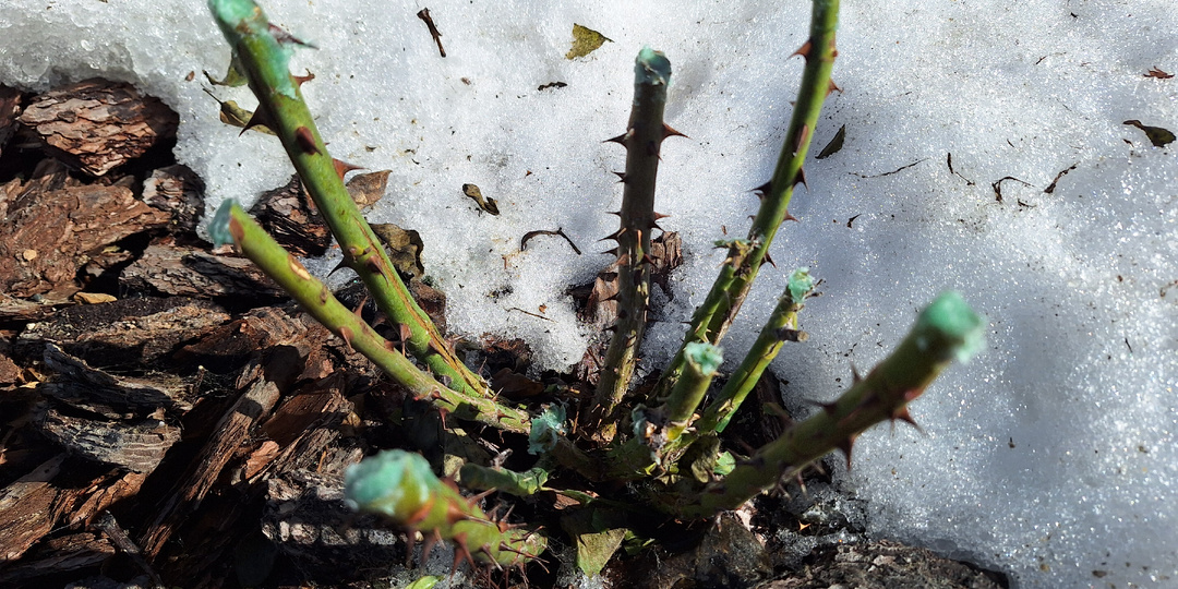 Обрезка роз в марте — начале апреля: инструкция для тех, кто не успел осенью