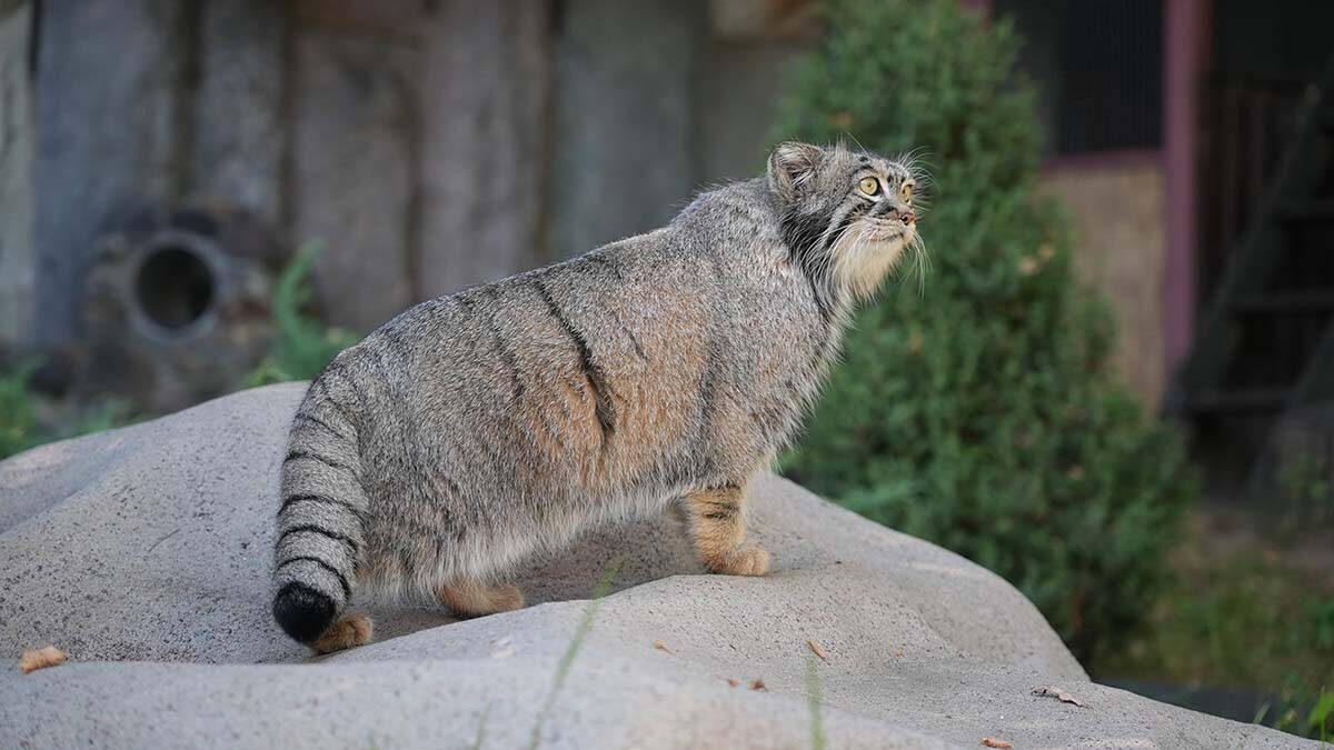    Фото: Московский Зоопарк