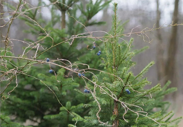 Это не ель виновата, а ваша ошибка: почему жимолость горькая и не растет (пересаживаю срочно)