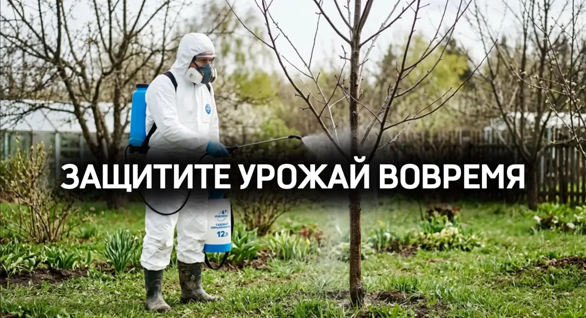 Обработка плодовых деревьев в Санкт-Петербурге