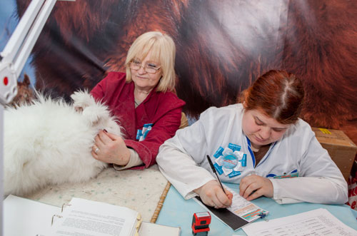 Даце Каула оценивает Дуську