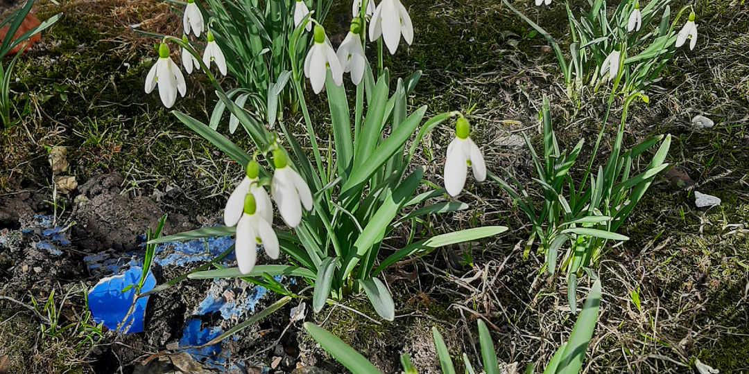 Необыкновенный март в Петербурге. Мой фотоальбом