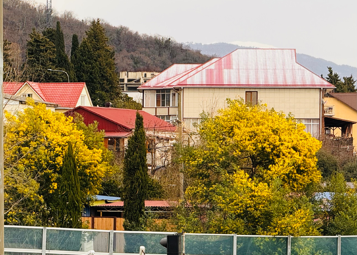 Мимоза в феврале