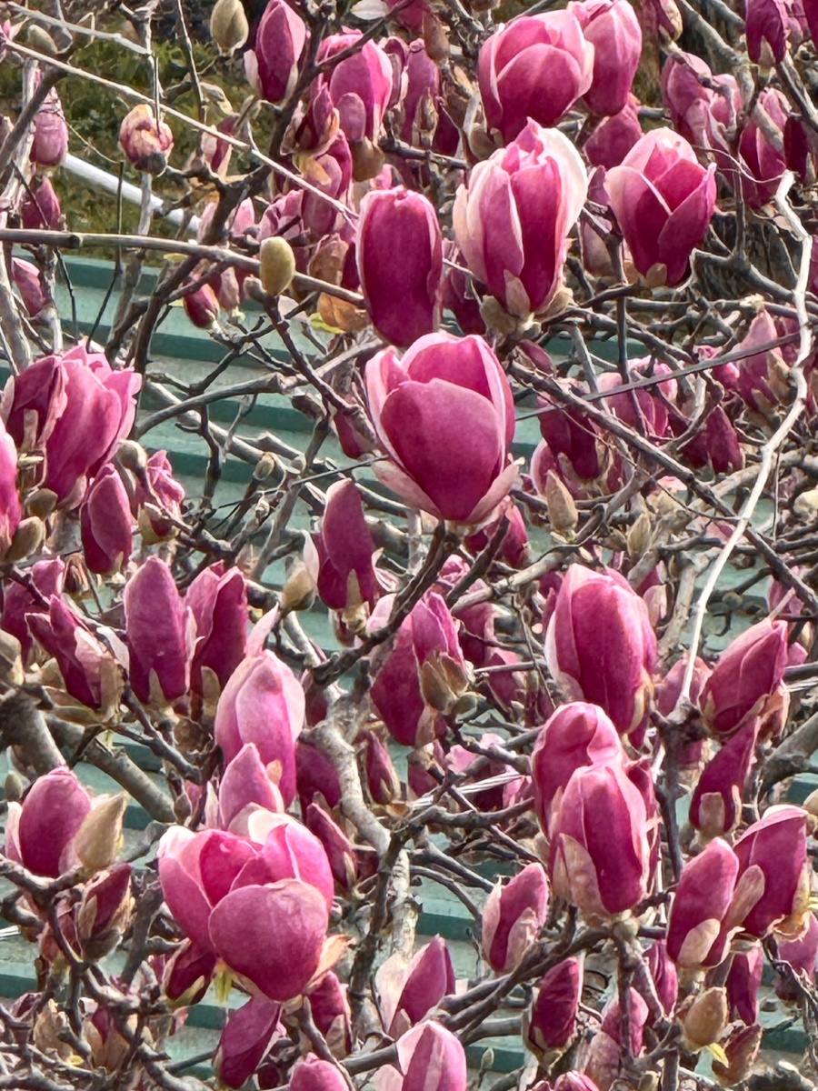 Магнолия- красавица в марте