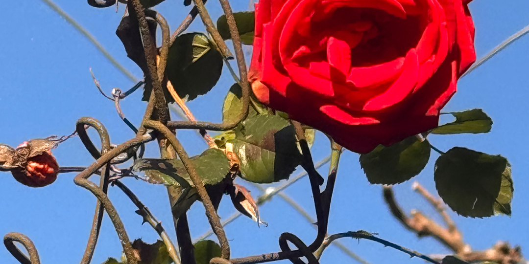 Абхазия в марте-цветущий рай.