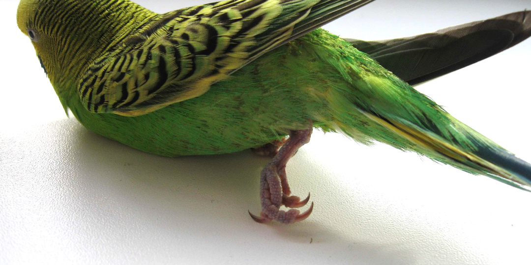 Когда нужно ехать к ветеринару, если волнистик ведёт себя странно