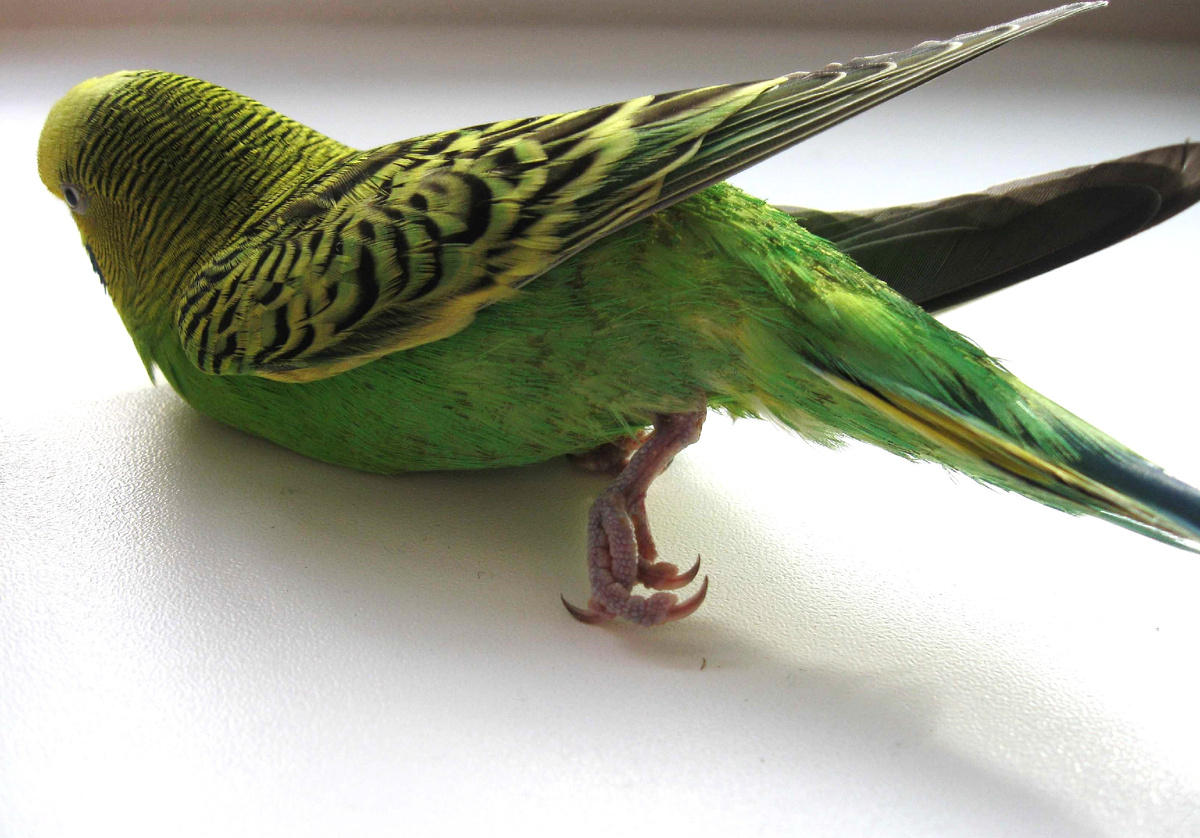 У волнистого попугайчика отказали обе лапки