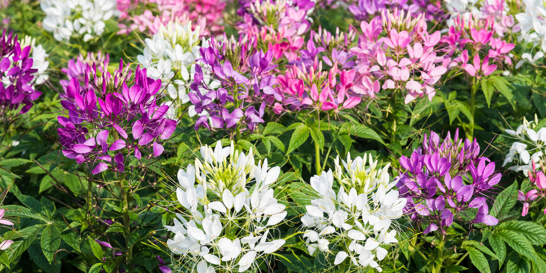 Изысканная экзотика для любого сада: клеома колючая