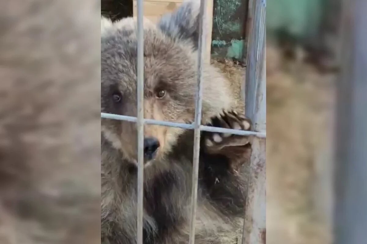    В Сибирском зоопарке проснулся спасенный медвежонок из Братска