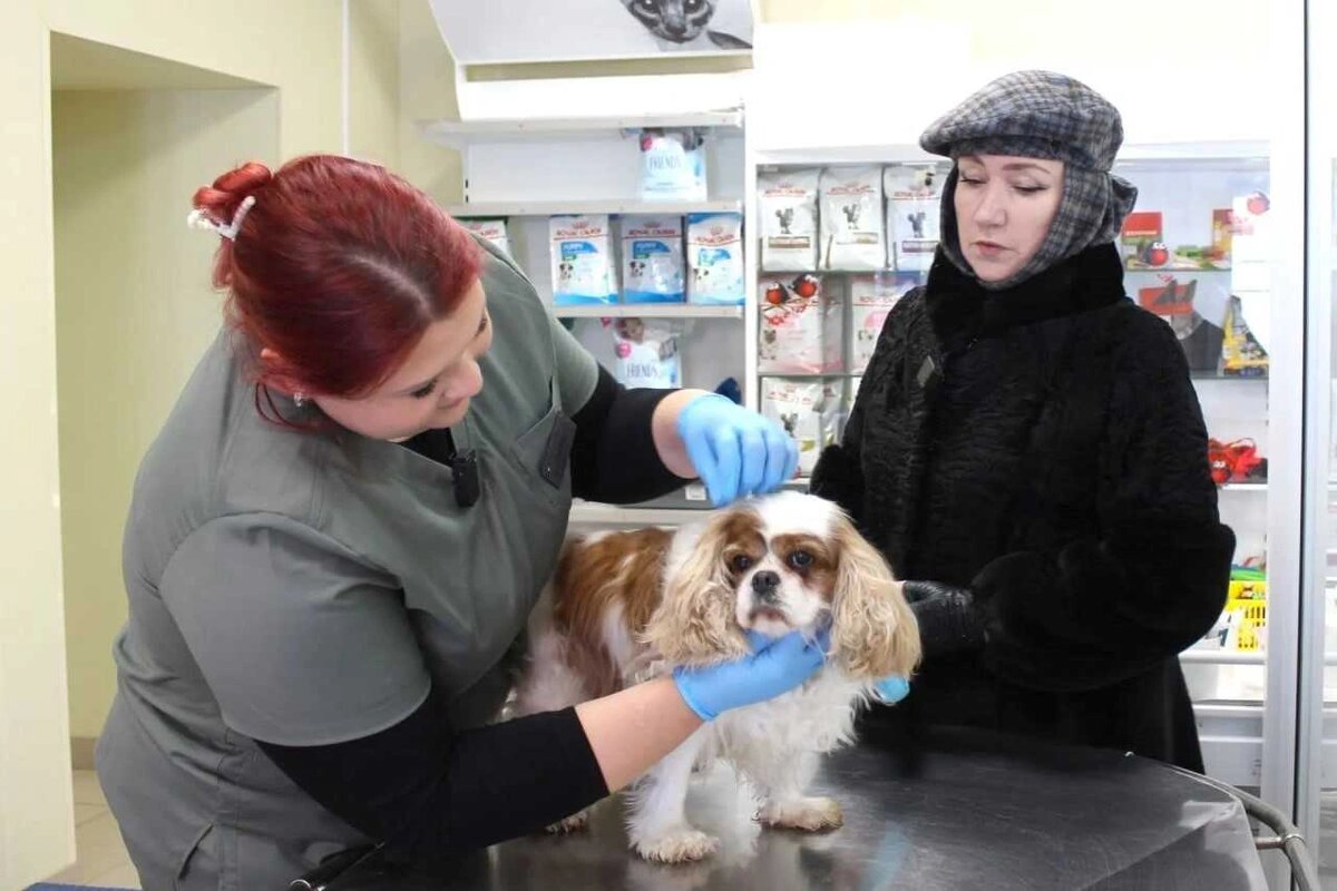    Фото: Управление ветеринарии РО