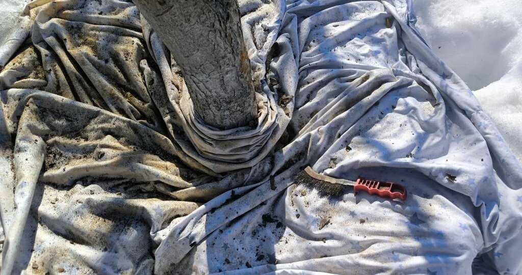 Старые деревья в лишайнике: срочно убираем или оставляем как есть