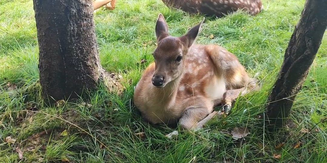Дубна. Веретьево - зоопарк и парк исскуства