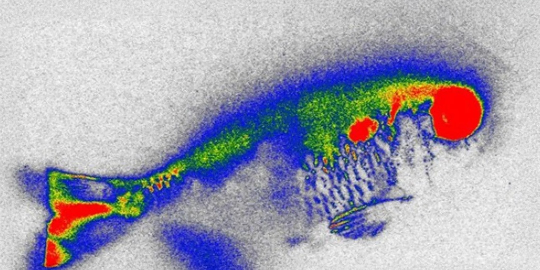Речная рыба с антибиотиками: почему даже растения не спасают