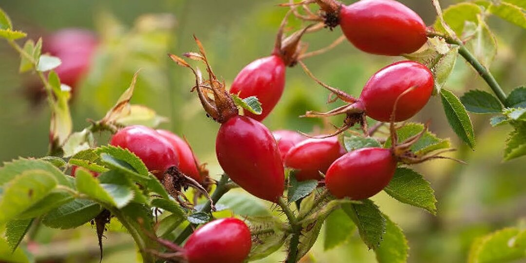 Шиповник и кровь: разжижает или сгущает?