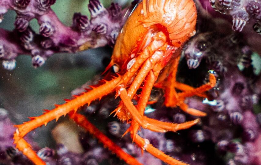 Кто обитает на дне… Нанкайского желоба? 38 новых видов обнаружили японские учёные в Тихом океане!