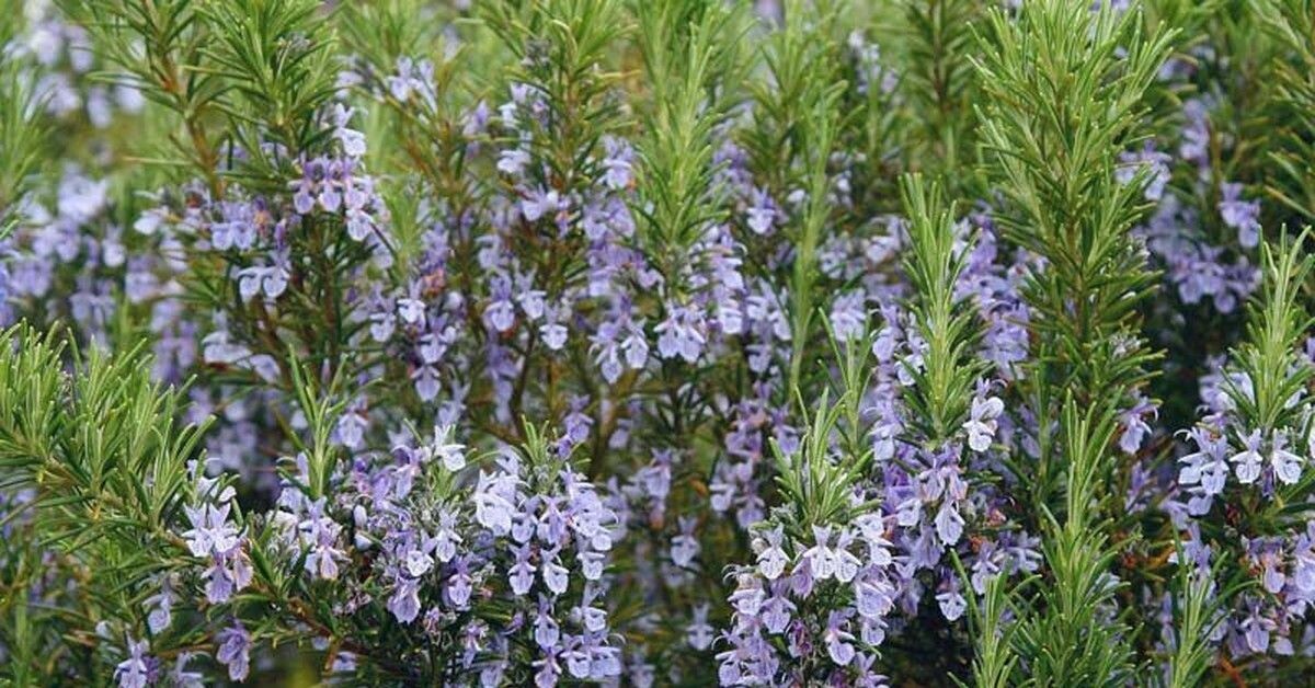 свободный доступ