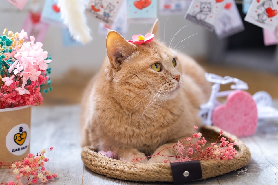    98% животных, которые оказываются в приютах, — это бывшие домашние. Фото: "Дай лапу"