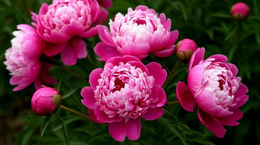 Весенний уход за пионами: что сделать сейчас, чтобы летом получить фейерверк цветов