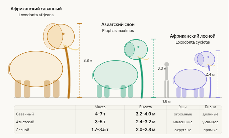 Немного странная, но достаточно понятная таблица сравнения трёх видов слонов. 