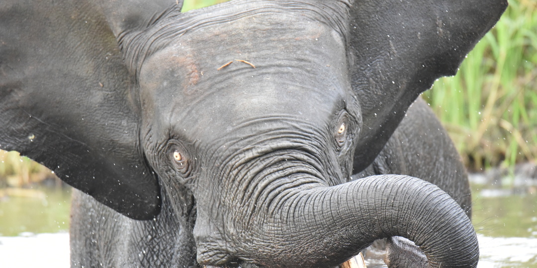 Лесной слон: Вы знали, что есть 3 вид слонов? Он открыт лишь 15 лет назад