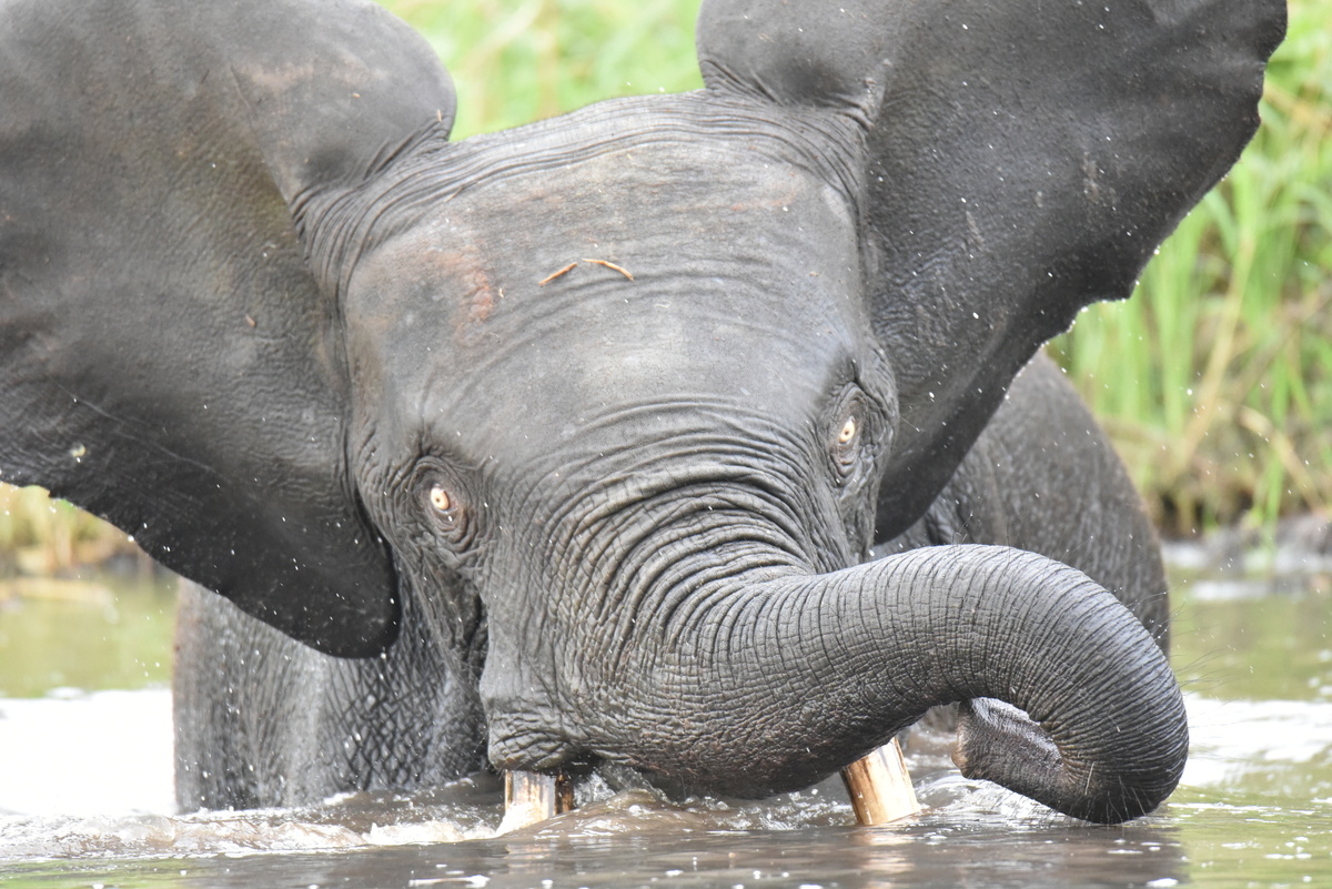 Дух болота ждёт подношений. 