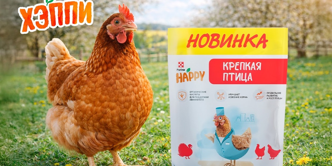 Болезни кур-несушек в весенний период