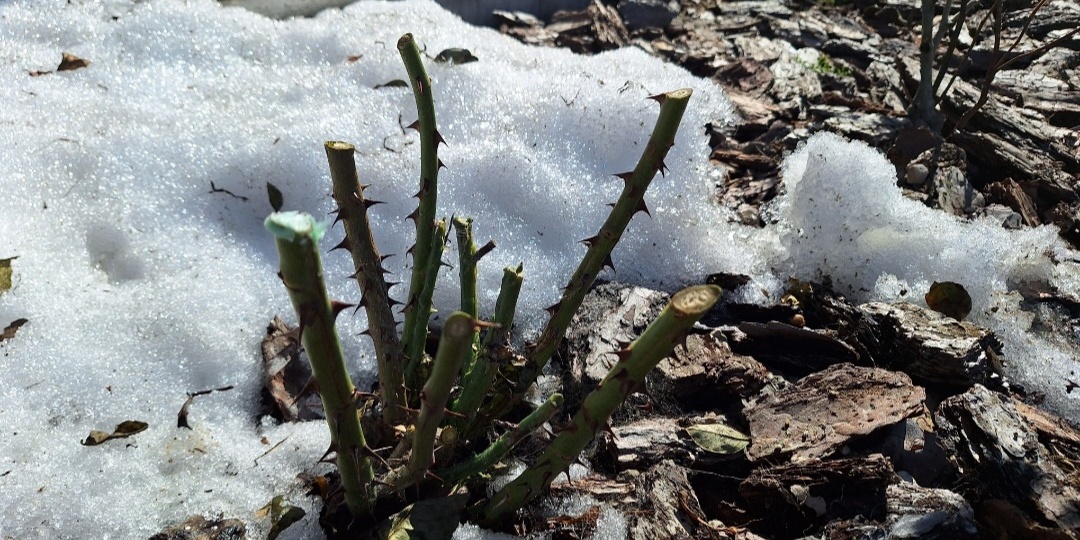 После обрезки роз чем их обработать и когда вносить первое удобрение: выбор препарата, работа с мульчей
