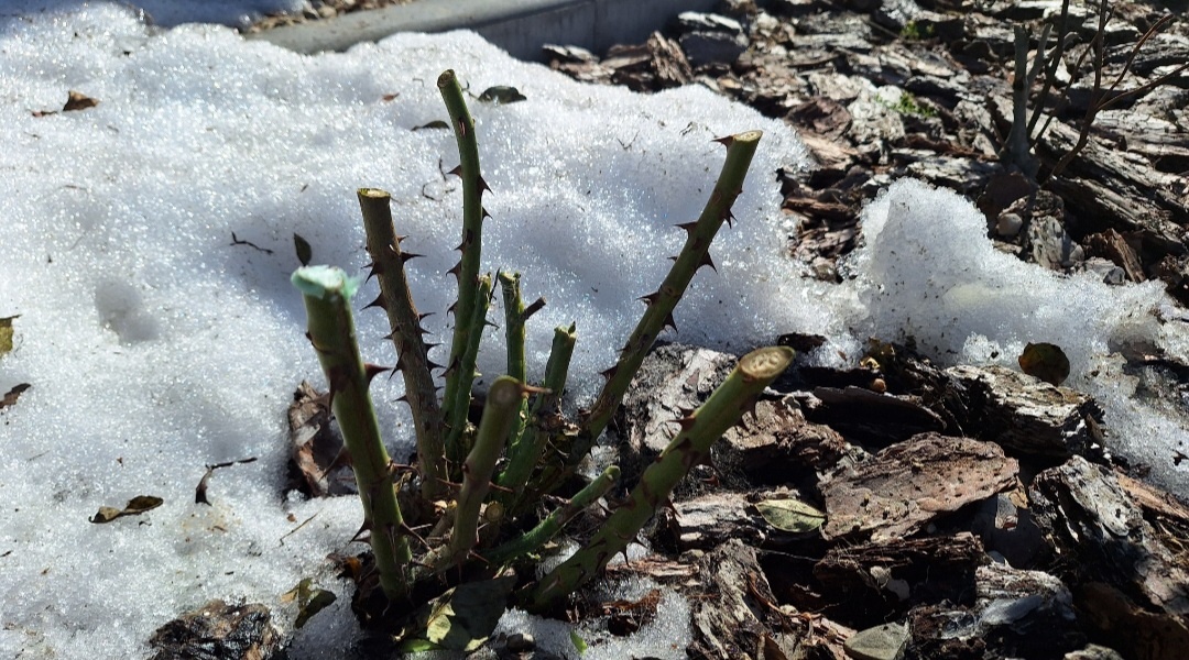 Фото автора. Куст розы под мульчой
