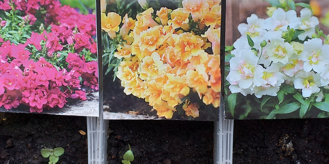 И я туда же! Пусть исполнятся мечты