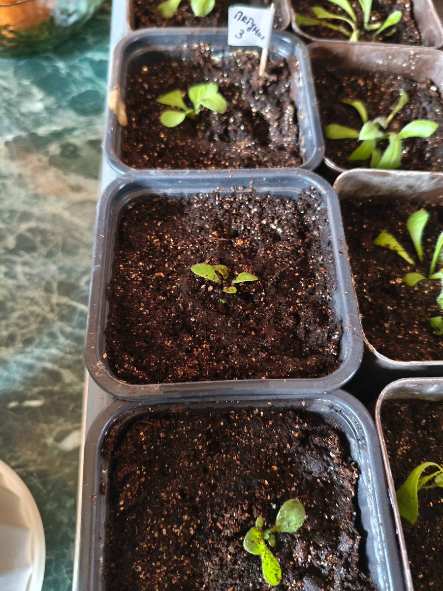 Фото сделано 13 марта. В тот день я пикировала все цветы.