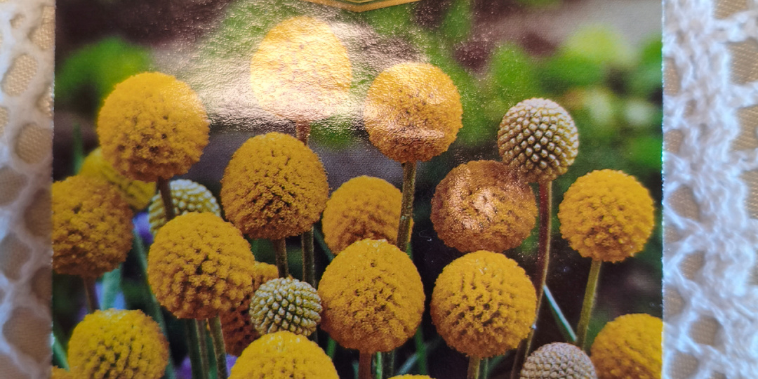 Небольшой отчёт посева цветов.