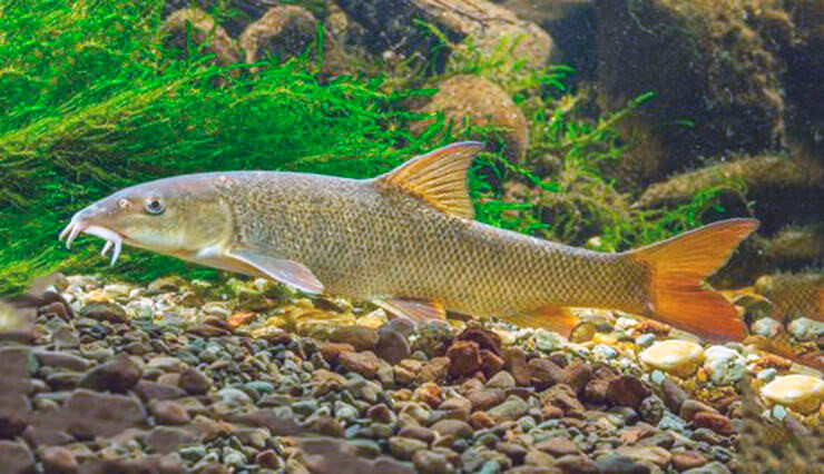 Обыкновенный усач.