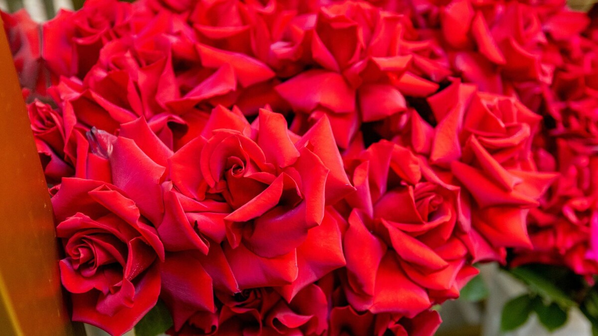    Фото: Сергей Зубков/«Ямал-Медиа»