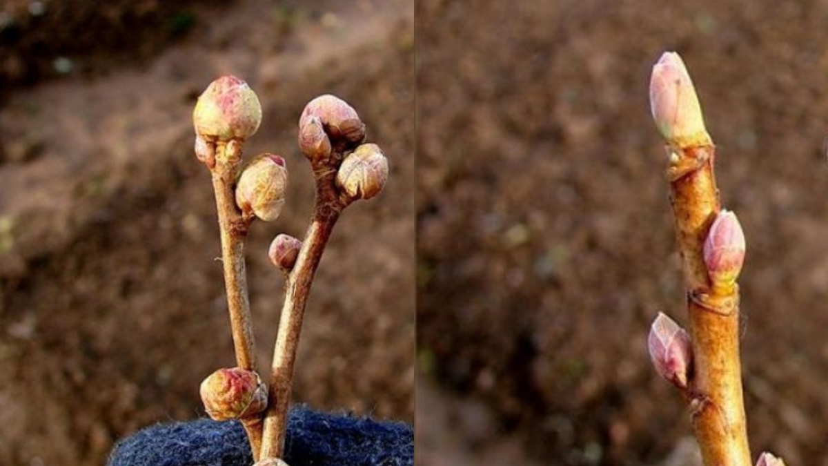 Справа — здоровая почка, слева — пораженная клещом. Разница заметна сразу