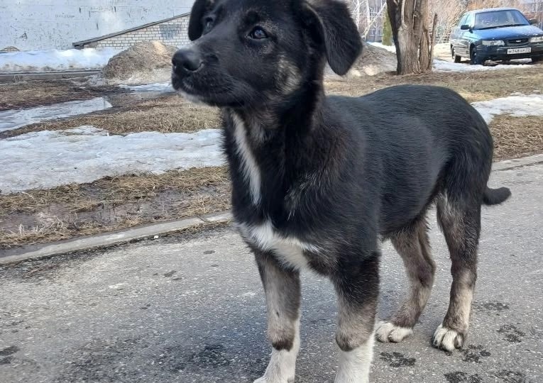 🐾 КОМОЧЕК СЧАСТЬЯ ИЩЕТ СВОЮ СЕМЬЮ! 🐾