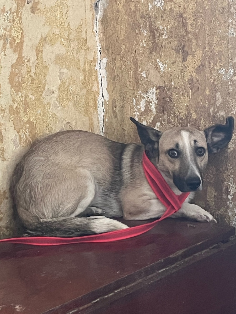 Поймали только одну собачонку, но забрать ее пока некуда.