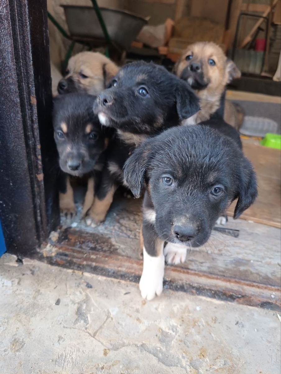 Крохотные щенки с источника