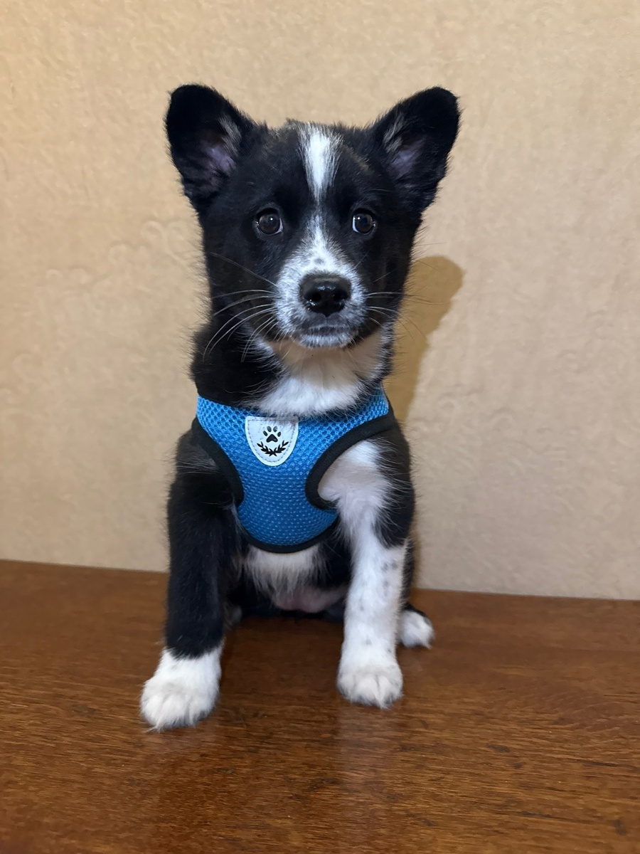 Азалия с корнями хаски