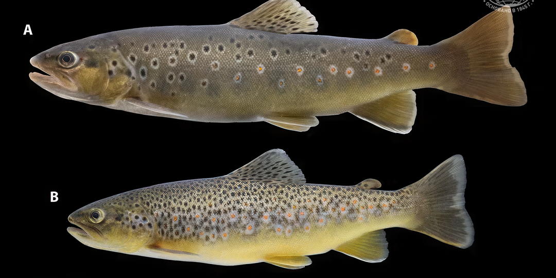 В Волге обнаружили 10 новых видов рыб для этой местности, а три из них ранее неизвестные науке