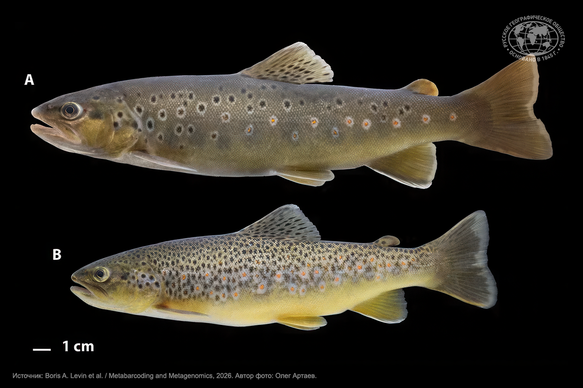 Редкие виды рыб Волги, нуждающиеся в охране — (А) форель (резидентная форма) балтийской кумжи (Salmo trutta) и (B) форель каспийской кумжи (Salmo caspius), изученные в ходе исследования. Источник: Boris A. Levin et al. / Metabarcoding and Metagenomics, 2026. Автор фото: Олег Артаев.