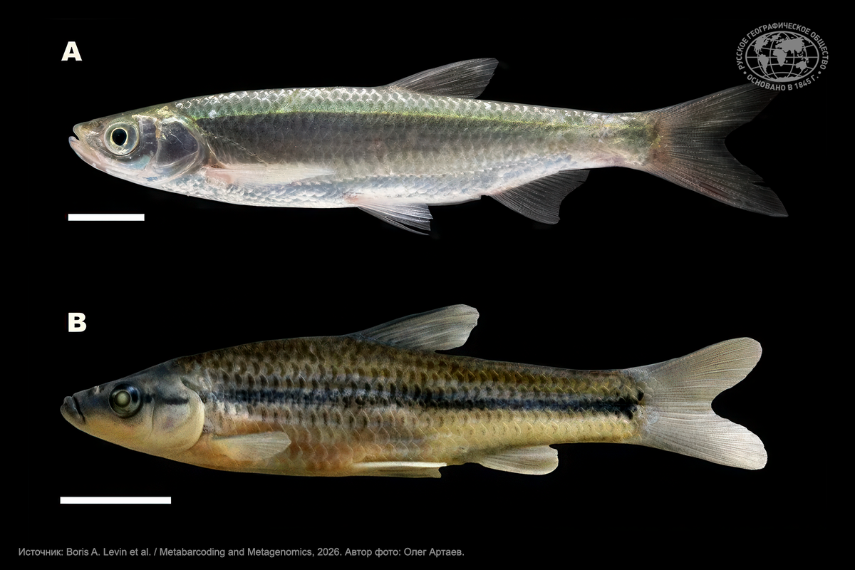 Чужеродные виды в бассейне Волги — нежелательные вселенцы: (А) корейская востробрюшка (Hemiculter leucisculus) и (B) амурский чебачок (Pseudorasbora parva), изученные в данной работе. Источник: Boris A. Levin et al. / Metabarcoding and Metagenomics, 2026. Автор фото: Олег Артаев.