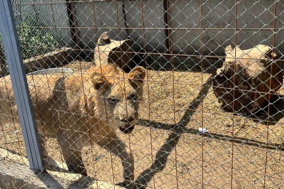    Скандальный центр для диких животных в селе Рукель много лет маскировался под приют. Фото: центр реабилитации диких животных «Дино»