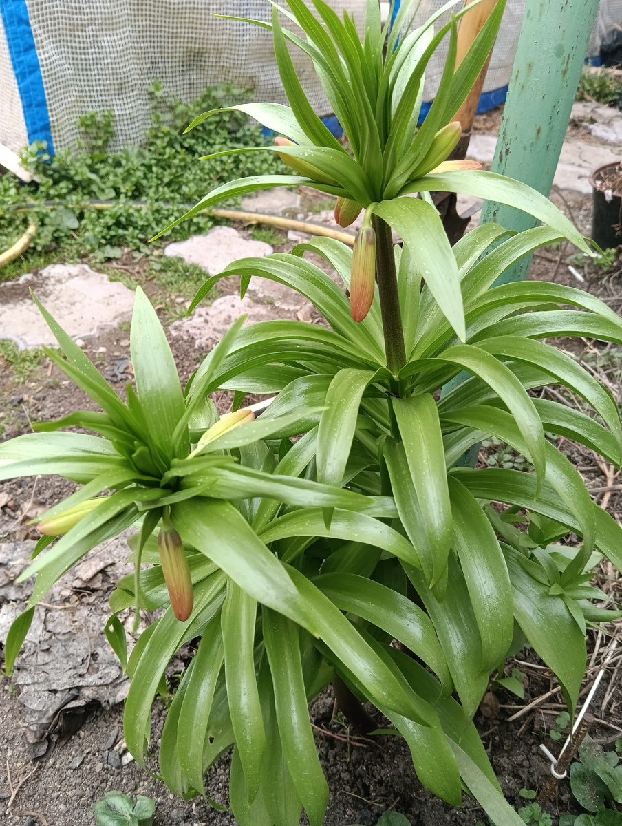 Наш рябчик сегодня