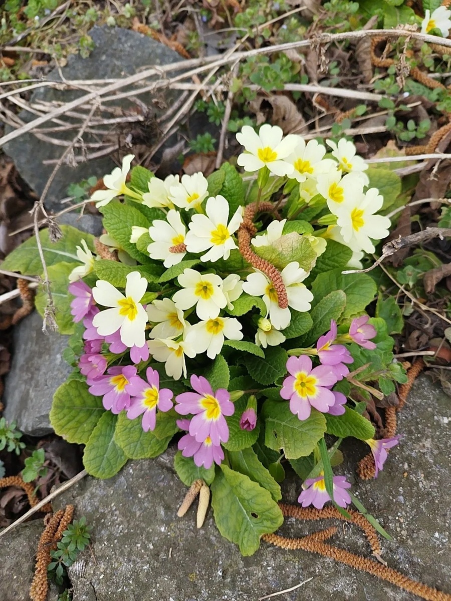 Наша примула сегодня