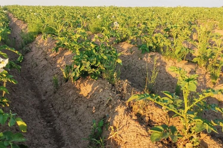    Фото: Лукьянов Дмитрий, AgroXXI.ru